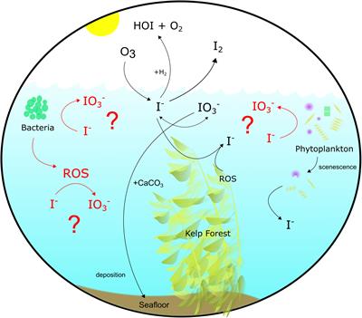 Rates and pathways of iodine speciation transformations at the Bermuda Atlantic Time Series